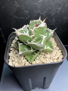 多肉植物 アガベ SAD 子株