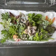 2026年最新】多肉植物 詰め合わせの人気アイテム - メルカリ