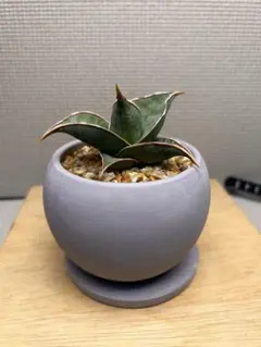 Evans Plants様 リクエスト 2点 まとめ商品