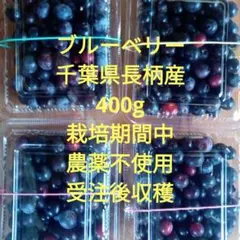 ブルーベリー(千葉県長柄産)400gのサムネイル