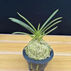 富貴蘭 金鏤閣 虎斑 - メルカリ