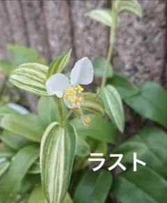 斑入り　白花露草のサムネイル