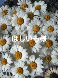 ほしいも様　専用ページ