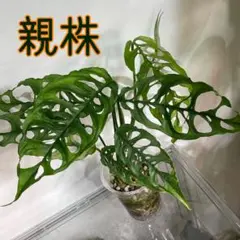 2026年最新】オブリクアの人気アイテム - メルカリ