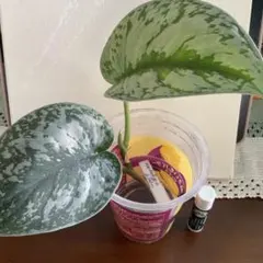 2026年最新】スキンダプサスの人気アイテム - メルカリ