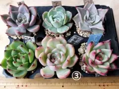 多肉植物 抜き苗 6種セット - メルカリ