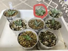 海苔ピー様 リクエスト 2点 まとめ商品