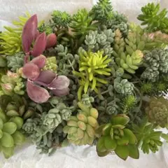 多肉植物セダム6種パープルヘイズ入り