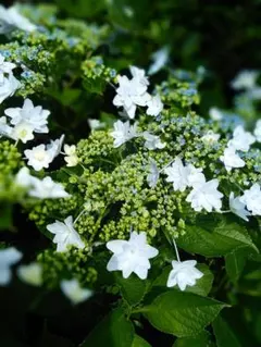 紫陽花 ガクアジサイ 挿し穂 3本 おまけ付 ゆうパケットポストミニ No