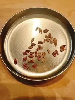 2026年最新】ウィンゾリー パキポディウムの人気アイテム - メルカリ