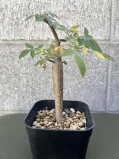 2025年最新】ブルセラの人気アイテム - メルカリ