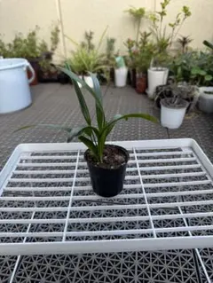 2025年最新】シュロチク苗の人気アイテム - メルカリ