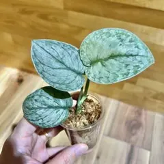 2026年最新】scindapsus スキンダプサスの人気アイテム - メルカリ