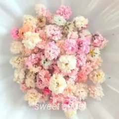 ハイブリッドスターチス ソフトピンク＆ホワイト ドライフラワー