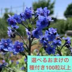 シノグロッサム 種　ブルー　100粒以上　+ 選べるおまけの種