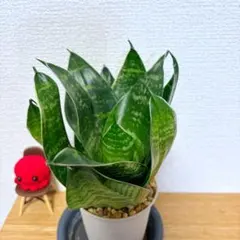 2026年最新】サンスベリアの人気アイテム - メルカリ