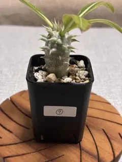 2026年最新】エブレネウムの人気アイテム - メルカリ