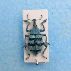 2026年最新】ホウセキゾウムシ 標本の人気アイテム - メルカリ