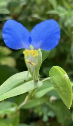 2025年最新】ツユクサの人気アイテム - メルカリ