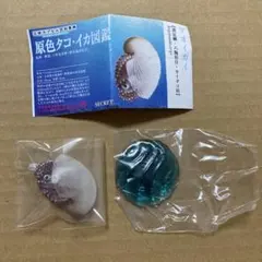2026年最新】原色タコ・イカ図鑑の人気アイテム - メルカリ