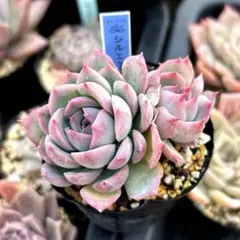 銀天女 メキシカン ホリコロ ビーハウス 土付き発送 多肉 - メルカリ