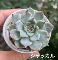 ダーリーサンシャイン 】カット苗 微根あり 現物❢❢ 多肉植物 - メルカリ