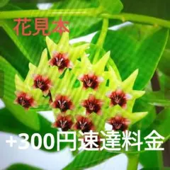 2026年最新】ホヤの人気アイテム - メルカリ