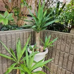 2025年最新】観葉植物 ユッカ エレファンティペスの人気アイテム