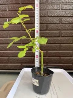 457 バラ バラ挿し木苗 ER ぼ - メルカリ