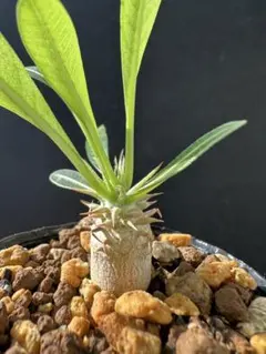 2025年最新】パキポディウム 恵比寿大黒の人気アイテム - メルカリ