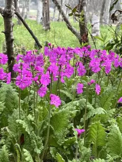 ☘️りんりん様専用