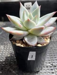 myoko様 リクエスト 2点 まとめ商品