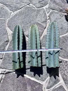 まつまつ様 リクエスト 2点 まとめ商品