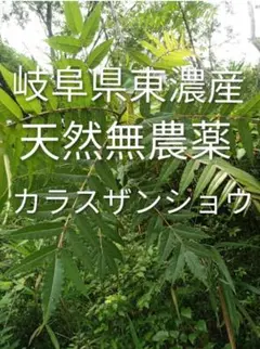 기후현 도노산 천연 무농약 카라스잔쇼 50매 세트