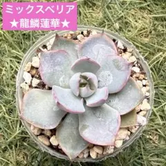 2026年最新】龍鱗蓮華の人気アイテム - メルカリ