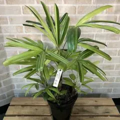 観音竹(陶器鉢ごと)8/17撮影 大きいので、お引き取り希望です。 カンノンチク 8号鉢（ラスターポット）