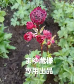 2026年最新】花の種の人気アイテム - メルカリ