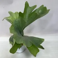 P.Nokogiri ビカクシダ ノコギリ 胞子培養子株 コウモリラン - メルカリ