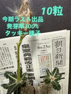 2026年最新】パキポディウム タッキーの人気アイテム - メルカリ