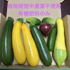 ズッキーニセット　　コンパクト便のサムネイル