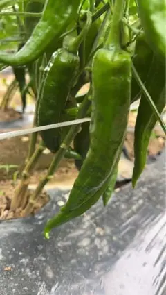 長野県産 大地自然成熟 激辛 辣妹子 青唐辛子 1.5kg - メルカリ