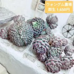 ウォングム農場◎セット①(5苗)◎多肉植物 カット苗 輸入苗 エケベリア等 ウォングム農場◎セット①(5苗)◎多肉植物 カット苗 輸入苗 エケベリア