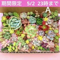 多肉植物　カット苗　詰め合せ　寄せ植えセット　エケベリア　セダム　箱いっぱい　A