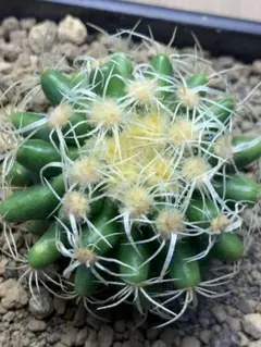 斑入りサボテン 鉢植え 世界の図 - メルカリ