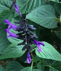 Salvia divinorum サルビアディビノラム 7 - メルカリ
