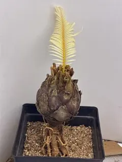 2026年最新】ソテツ 希少の人気アイテム - メルカリ