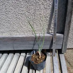 ユッカ　ロストラータ　ドライガーデン　抜き苗メルカリ便で発送 ユッカロストラータ 観葉植物 ドライガーデン 抜き苗発送 - メルカリ