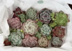 4. 【現品発送】色味厳選！　韓国苗入り多肉カット苗BOX