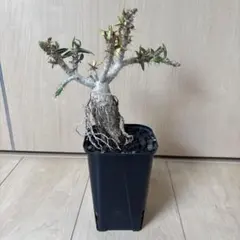 パキポディウム　ビスピノーサムのサムネイル