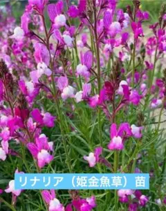 2026年最新】宿根リナリアの人気アイテム - メルカリ